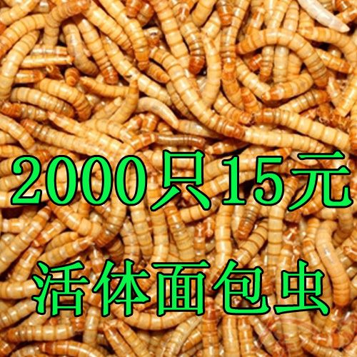 黄粉虫活体鲜活虫活虫鱼鸟饲料龟粮