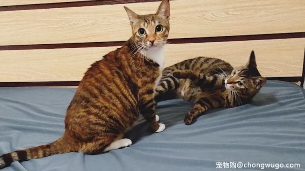 养两只猫是怎样的体验？真让人类羡慕！