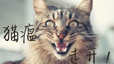 如何预防猫咪感染猫瘟？