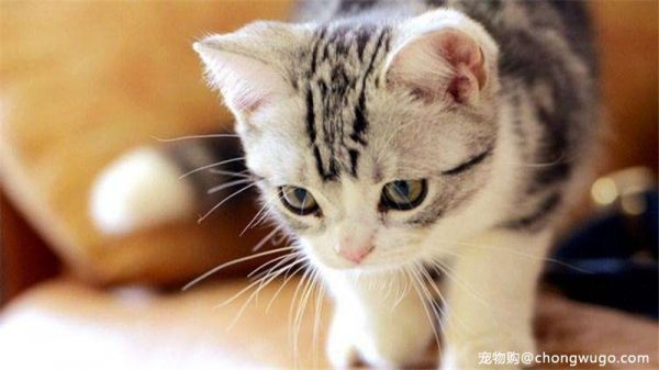 如何让猫咪养成一个好的饮食习惯？