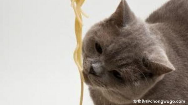 猫咪绝对不能吃什么，铲屎官绝对不能忽略