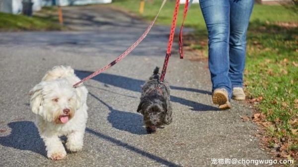 地面热得能煎鸡蛋，就别带狗狗散步了