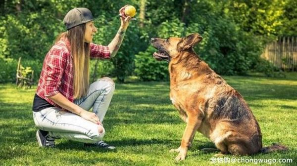 饲养大型犬第一课，唤回训练是重点