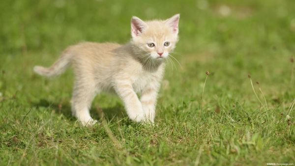 辟谣，给猫狗吃生骨肉并不会增加攻击性