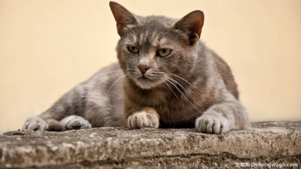 健康状态也会有差别，猫咪睡眠质量很重要