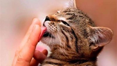 猫咪有这5种行为，说明它已经认你为主了