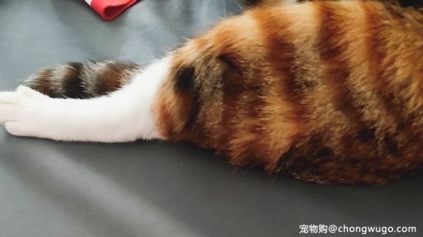 cos界的翘楚，猫咪也要有一席之地