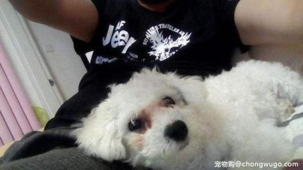 比熊犬虽好，养它要承受这5个“痛”