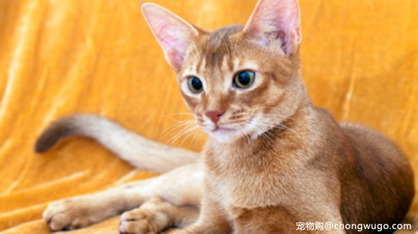 猫奴入门指南，教你快速成为出色铲屎官