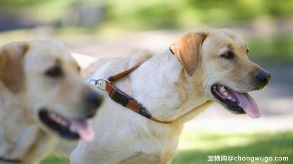 养一只拉布拉多犬，你会发现这5大好处