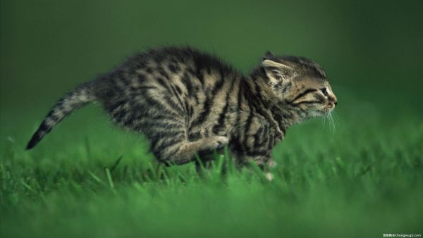 为完成猫咪心愿而变卖财产，全家齐心协力