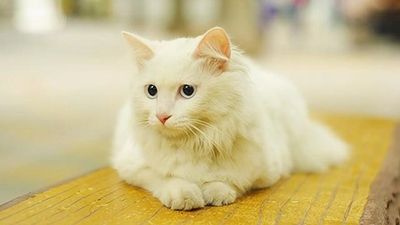 猫咪粑粑很臭是什么原因？该如何解决？