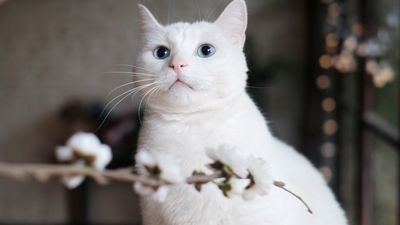 猫主子味道太大？可能是这个环节出了问题