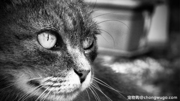 如何搞清楚猫咪在想什么？