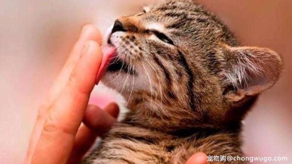 猫咪有这5种行为的话，它已经认你为主了