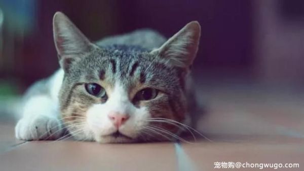 猫咪吐毛球是病吗，一起来了解一下