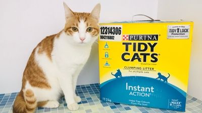 猫砂测评丨实名安利用一生的猫砂！ 