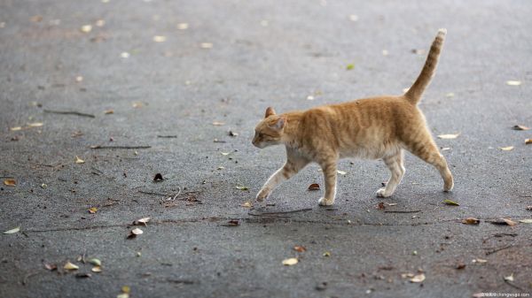 靠流浪猫传话并非找猫良方，宠主了解一下