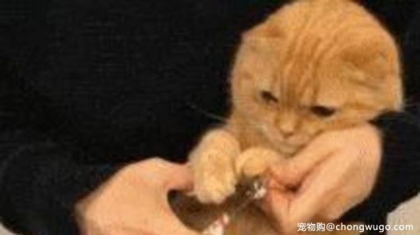 猫咪有多怕水，给猫咪洗澡其实不难！