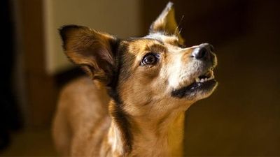 爱犬激烈或频繁抓耳朵，主人要多注意！