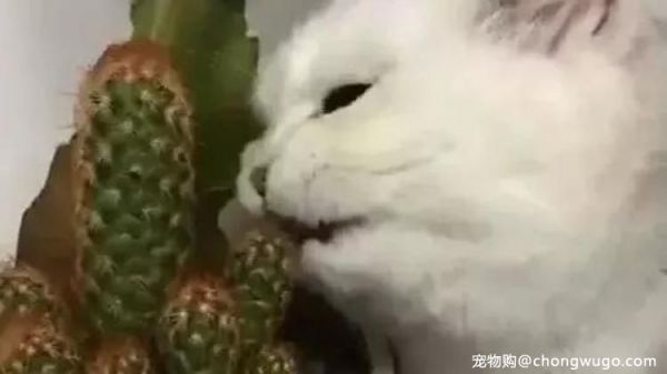 这些植物猫咪千万不能吃，铲屎官必须记住