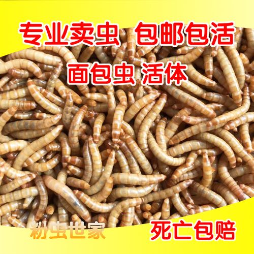 黄粉虫活虫活体鲜活虫龟仓鼠食饲料