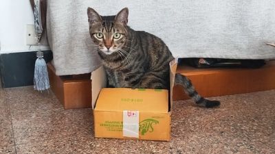 终于发现猫咪最爱的玩具：纸盒！