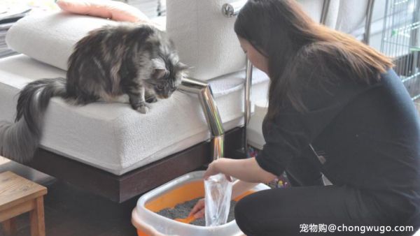 猫砂怎么选，且看它们如何做到懂猫也懂你