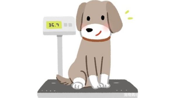 从小开始养比较亲？成犬幼犬一样棒！