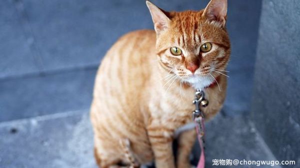 在你睡着后，猫咪都在做什么呢？