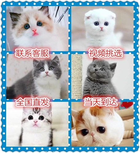 小猫咪活物曼基康矮脚猫布偶猫幼猫