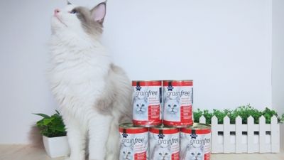 喜新厌旧小猫咪！有新品袋鼠罐头就弃猫粮