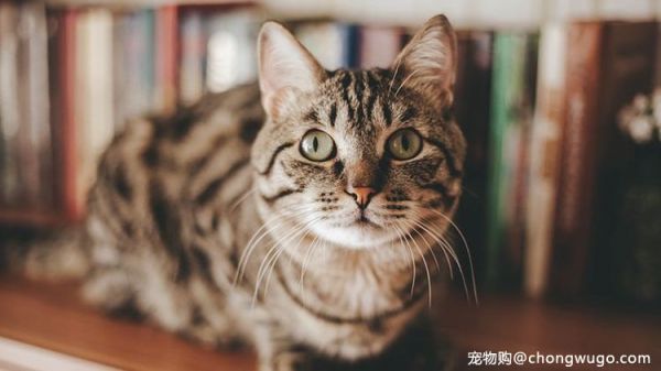 猫咪步入老年阶段后，生活照顾需知道这些