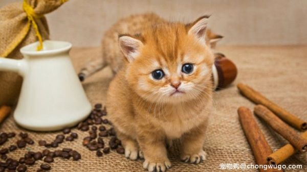 小奶猫饲养攻略，铲屎官并不是那么好做的