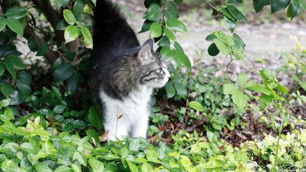 猫咪的生活习惯很规律，家猫、野猫无一例