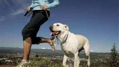 狗狗运动量够不够，看看这些行为就知道！