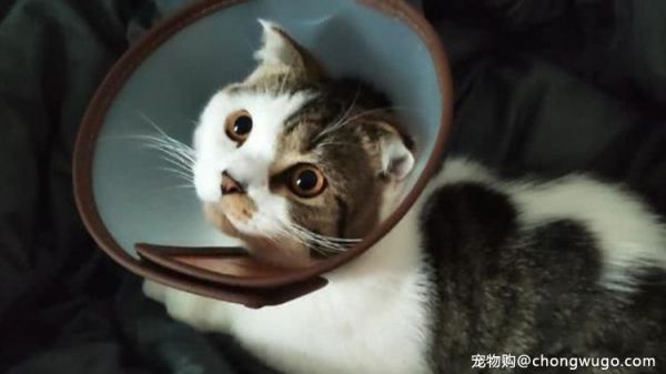 猫咪的嗅觉比狗狗还要灵敏吗？