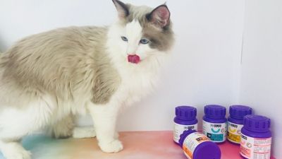 资深铲屎官分享：猫咪必备的保健营养品