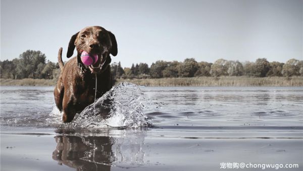 注意啦！这些养狗狗的错误观念