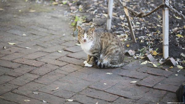 猫咪跟狗狗和平相处，终于实现猫狗双全了