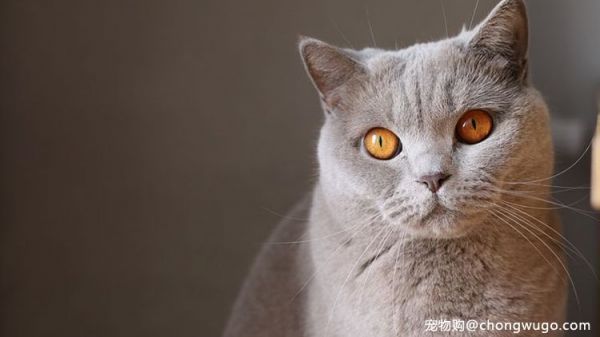 那些禁忌食物猫咪不能吃呢？