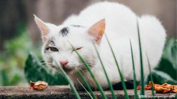 猫咪在哪个阶段可以开始吃猫草？