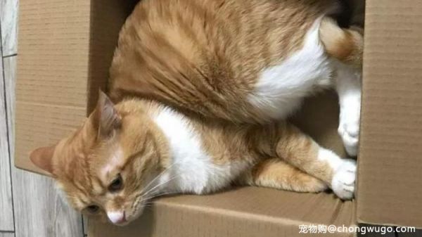 猫咪为什么喜欢呆在箱子里，这个你要知道