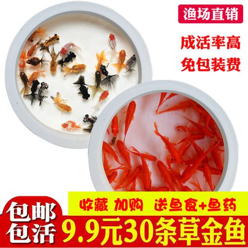 草金鱼活鱼红草金鱼龟食锦鲤鱼