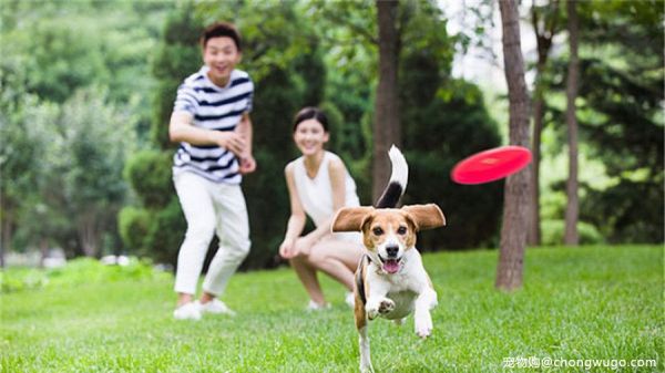 宠物幼犬的喂养需要注意这些，一起来看