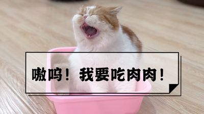 猫咪其实是纯肉食动物，你都喂对了吗？