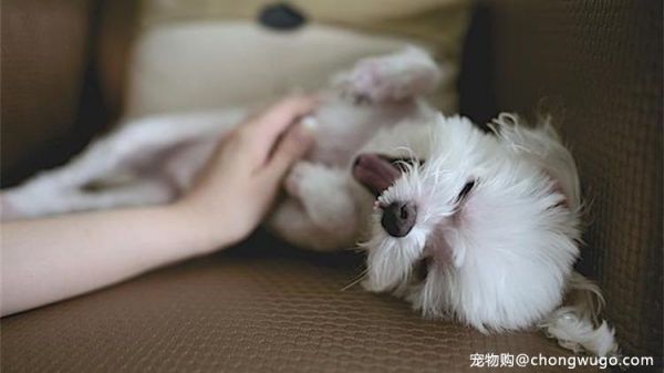 狗狗不说话，但它会通过这5个动作求救