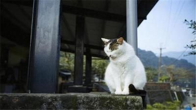 猫咪随地大小便了，铲屎官赶紧阻止起来