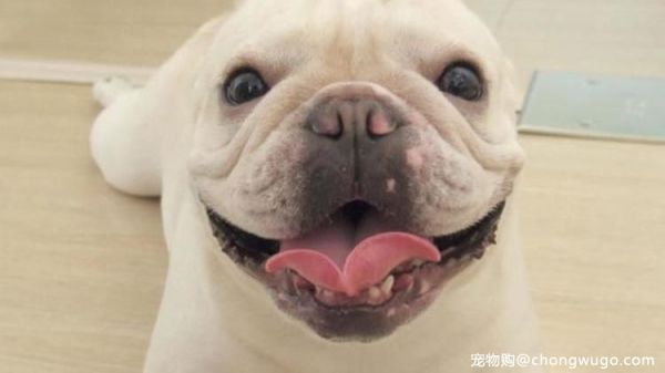 法国斗牛犬，都存在的5个“坏毛病”