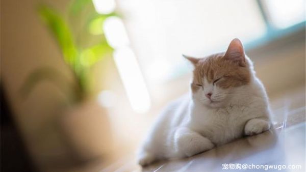 猫咪夏天食量减少正常吗？